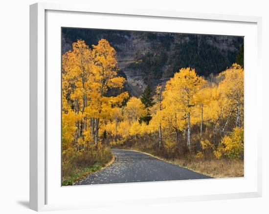 Aspen Trees on the Slopes of Mt. Timpanogos, Wasatch-Cache National Forest, Utah, USA-Scott T^ Smith-Framed Photographic Print