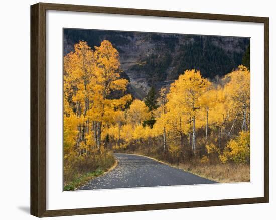 Aspen Trees on the Slopes of Mt. Timpanogos, Wasatch-Cache National Forest, Utah, USA-Scott T^ Smith-Framed Photographic Print