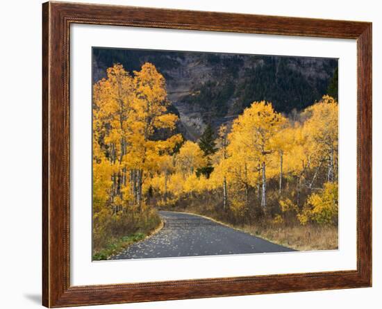 Aspen Trees on the Slopes of Mt. Timpanogos, Wasatch-Cache National Forest, Utah, USA-Scott T^ Smith-Framed Photographic Print