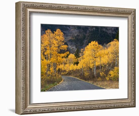 Aspen Trees on the Slopes of Mt. Timpanogos, Wasatch-Cache National Forest, Utah, USA-Scott T^ Smith-Framed Photographic Print