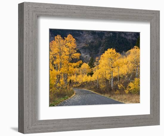 Aspen Trees on the Slopes of Mt. Timpanogos, Wasatch-Cache National Forest, Utah, USA-Scott T^ Smith-Framed Photographic Print