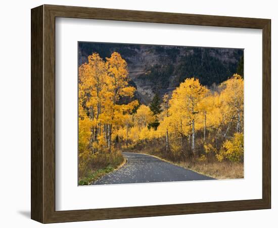 Aspen Trees on the Slopes of Mt. Timpanogos, Wasatch-Cache National Forest, Utah, USA-Scott T^ Smith-Framed Photographic Print