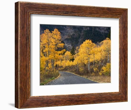 Aspen Trees on the Slopes of Mt. Timpanogos, Wasatch-Cache National Forest, Utah, USA-Scott T^ Smith-Framed Photographic Print