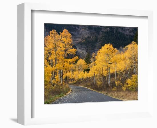 Aspen Trees on the Slopes of Mt. Timpanogos, Wasatch-Cache National Forest, Utah, USA-Scott T^ Smith-Framed Photographic Print