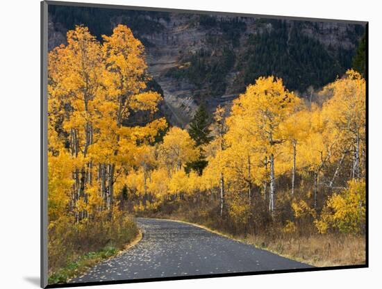 Aspen Trees on the Slopes of Mt. Timpanogos, Wasatch-Cache National Forest, Utah, USA-Scott T^ Smith-Mounted Photographic Print