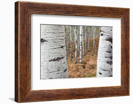 Aspen Trees, Uinta-Wasatch-Cache National Forest, Utah, USA-Charles Gurche-Framed Photographic Print