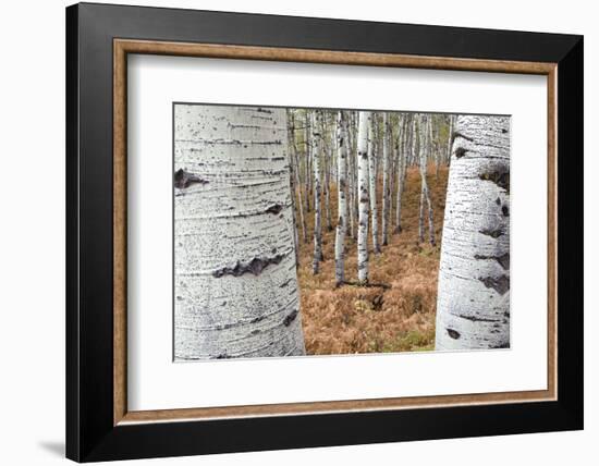 Aspen Trees, Uinta-Wasatch-Cache National Forest, Utah, USA-Charles Gurche-Framed Photographic Print
