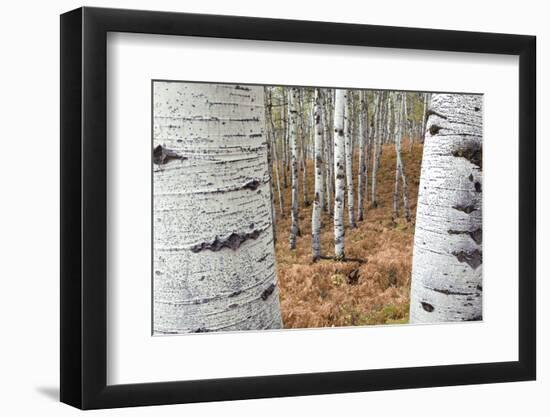 Aspen Trees, Uinta-Wasatch-Cache National Forest, Utah, USA-Charles Gurche-Framed Photographic Print