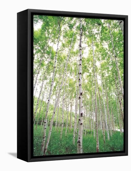 Aspen Trees, View From Below-null-Framed Premier Image Canvas