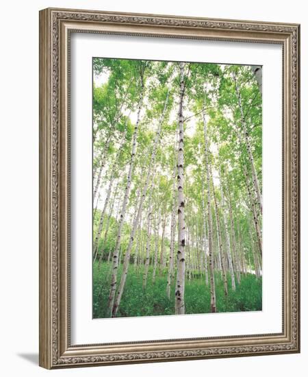 Aspen Trees, View From Below-null-Framed Photographic Print