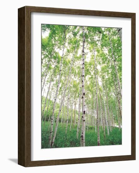 Aspen Trees, View From Below-null-Framed Photographic Print