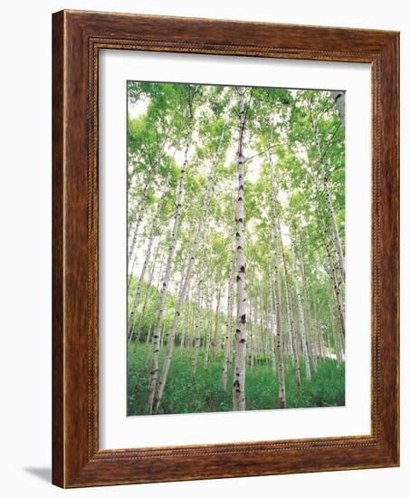 Aspen Trees, View From Below-null-Framed Photographic Print