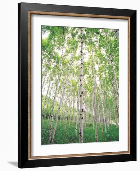 Aspen Trees, View From Below-null-Framed Photographic Print