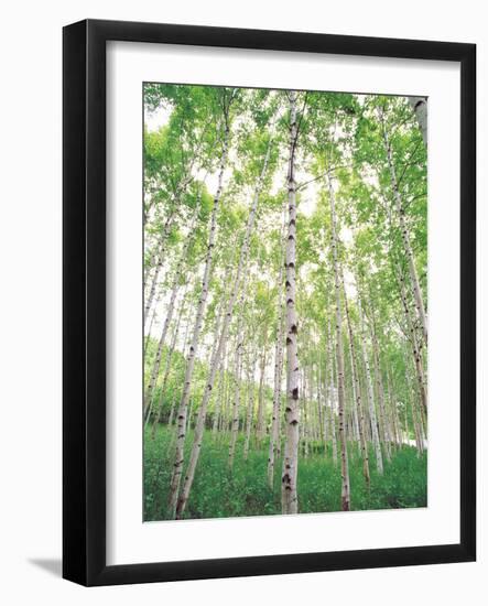 Aspen Trees, View From Below-null-Framed Photographic Print