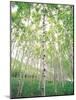 Aspen Trees, View From Below-null-Mounted Photographic Print