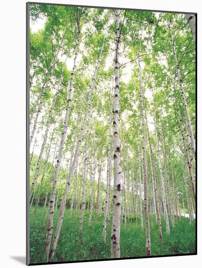 Aspen Trees, View From Below-null-Mounted Photographic Print