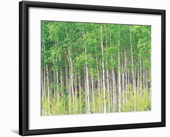 Aspen Trees, View From Below-null-Framed Photographic Print