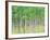 Aspen Trees, View From Below-null-Framed Photographic Print