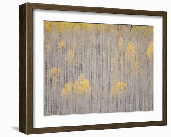 Aspen Trees, White River National Forest, Colorado, USA-Don Grall-Framed Photographic Print