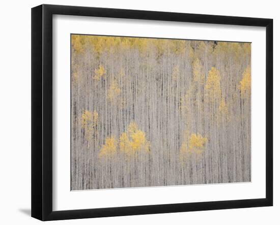 Aspen Trees, White River National Forest, Colorado, USA-Don Grall-Framed Photographic Print