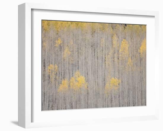 Aspen Trees, White River National Forest, Colorado, USA-Don Grall-Framed Photographic Print