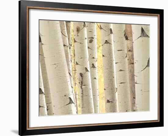 Aspen Trees, White River National Forest Colorado, USA-Charles Gurche-Framed Photographic Print