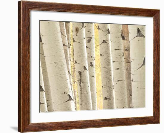 Aspen Trees, White River National Forest Colorado, USA-Charles Gurche-Framed Photographic Print