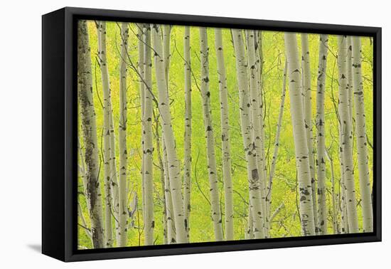 Aspen Trees, White River National Forest Colorado, USA-Charles Gurche-Framed Premier Image Canvas