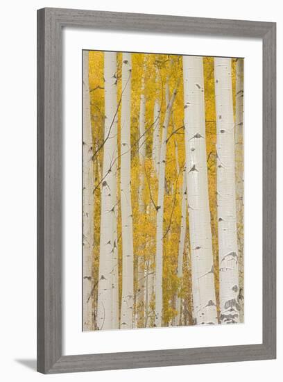 Aspen Trees, White River National Forest Colorado, USA-Charles Gurche-Framed Photographic Print