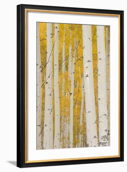 Aspen Trees, White River National Forest Colorado, USA-Charles Gurche-Framed Photographic Print