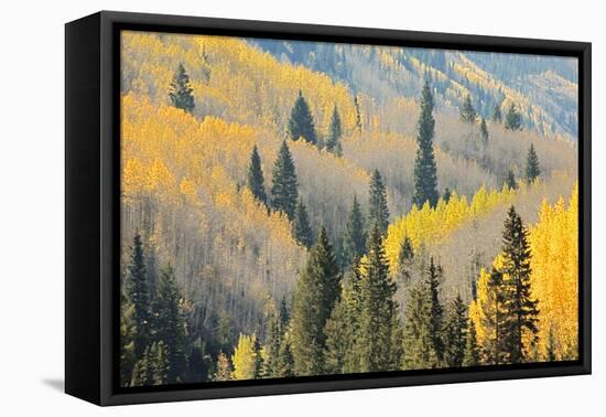 Aspen Trees, White River National Forest Colorado, USA-Charles Gurche-Framed Premier Image Canvas