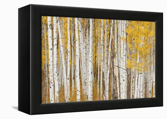 Aspen Trees, White River National Forest Colorado, USA-Charles Gurche-Framed Premier Image Canvas