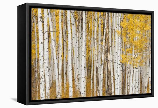 Aspen Trees, White River National Forest Colorado, USA-Charles Gurche-Framed Premier Image Canvas