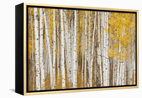 Aspen Trees, White River National Forest Colorado, USA-Charles Gurche-Framed Premier Image Canvas