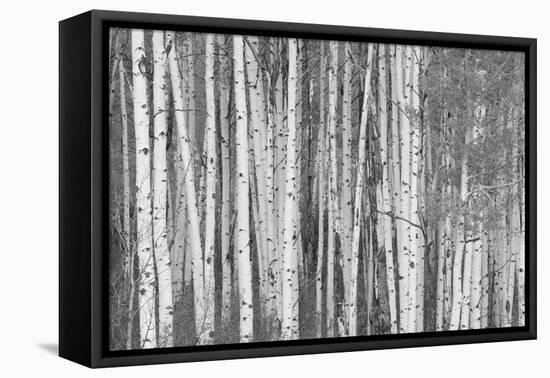 Aspen Trees, White River National Forest Colorado, USA-Charles Gurche-Framed Premier Image Canvas