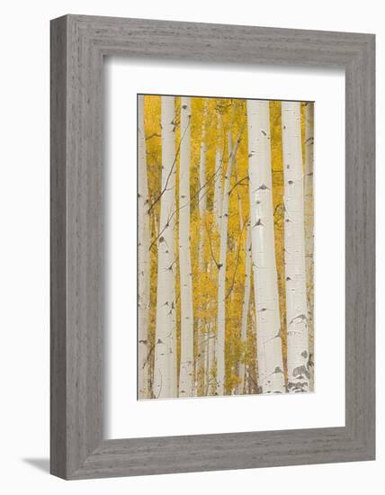 Aspen Trees, White River National Forest Colorado, USA-Charles Gurche-Framed Photographic Print