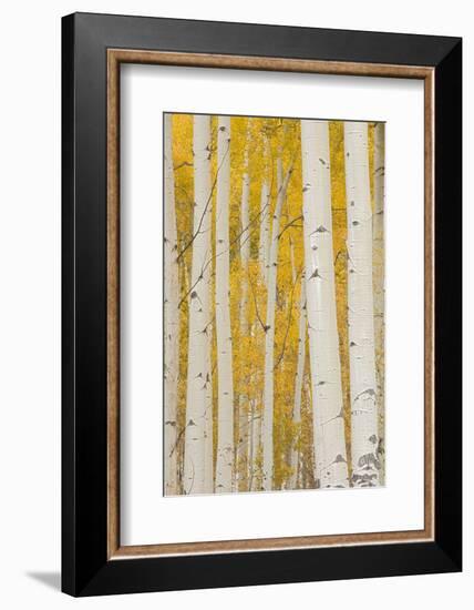 Aspen Trees, White River National Forest Colorado, USA-Charles Gurche-Framed Photographic Print