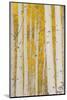 Aspen Trees, White River National Forest Colorado, USA-Charles Gurche-Mounted Photographic Print