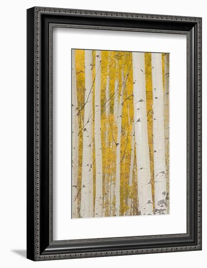 Aspen Trees, White River National Forest Colorado, USA-Charles Gurche-Framed Photographic Print