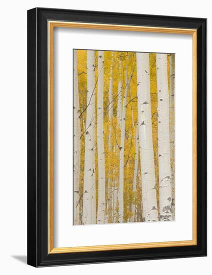 Aspen Trees, White River National Forest Colorado, USA-Charles Gurche-Framed Photographic Print