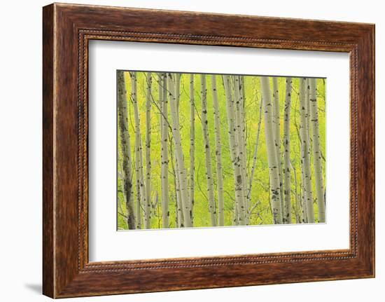 Aspen Trees, White River National Forest Colorado, USA-Charles Gurche-Framed Photographic Print