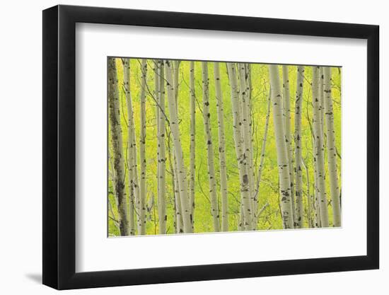 Aspen Trees, White River National Forest Colorado, USA-Charles Gurche-Framed Photographic Print