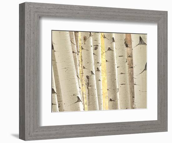 Aspen Trees, White River National Forest Colorado, USA-Charles Gurche-Framed Photographic Print