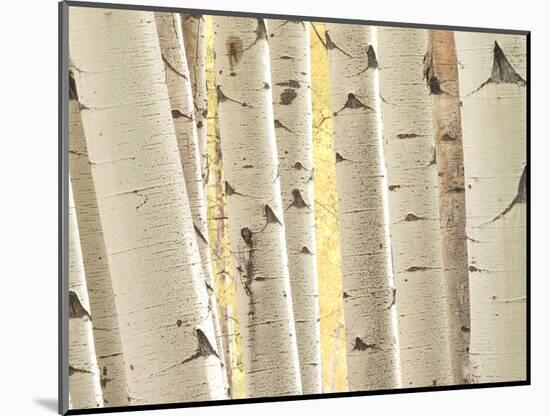 Aspen Trees, White River National Forest Colorado, USA-Charles Gurche-Mounted Photographic Print