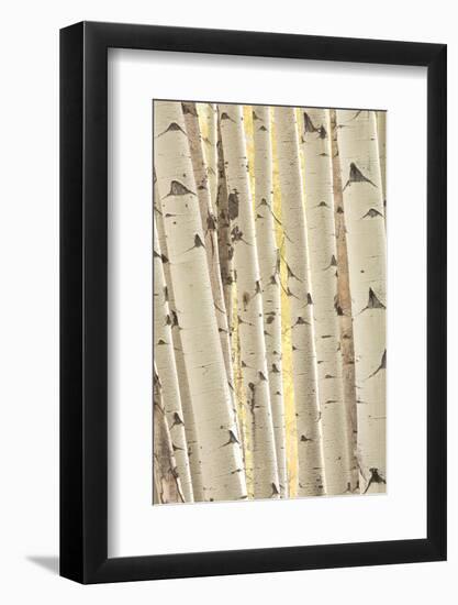 Aspen Trees, White River National Forest Colorado, USA-Charles Gurche-Framed Photographic Print