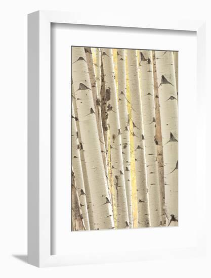 Aspen Trees, White River National Forest Colorado, USA-Charles Gurche-Framed Photographic Print