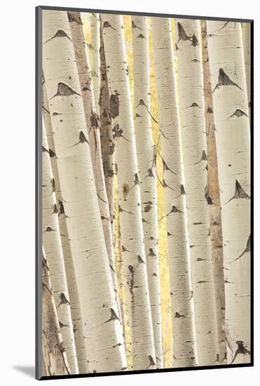 Aspen Trees, White River National Forest Colorado, USA-Charles Gurche-Mounted Photographic Print