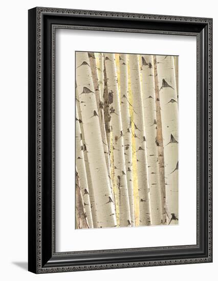 Aspen Trees, White River National Forest Colorado, USA-Charles Gurche-Framed Photographic Print