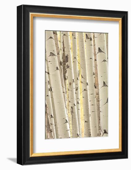 Aspen Trees, White River National Forest Colorado, USA-Charles Gurche-Framed Photographic Print