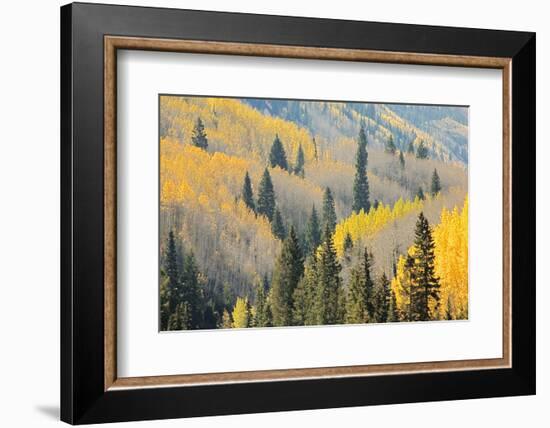 Aspen Trees, White River National Forest Colorado, USA-Charles Gurche-Framed Photographic Print